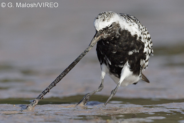 Black-bellied Plover m55-2-055.jpg